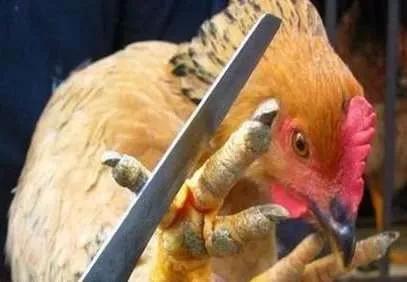 精选美食推荐:大蒜烧猪肚,冬笋炒腊肉,清蒸偏口鱼的做法:kycom(图4) 精选美食推荐:大蒜烧猪肚,冬笋炒腊肉,清蒸偏口鱼的做法:kycom(图4)