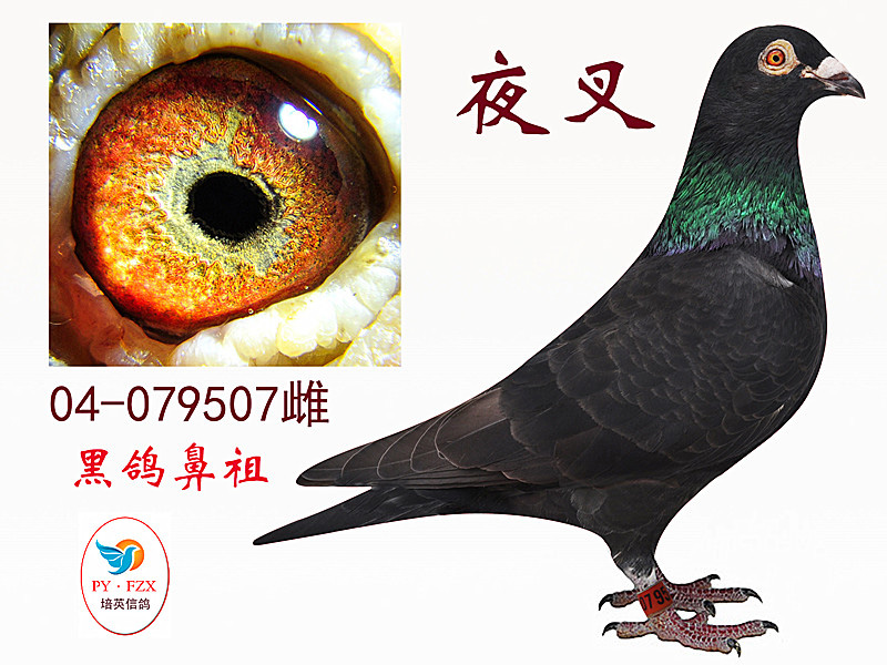 精选美食推荐:大蒜烧猪肚,冬笋炒腊肉,清蒸偏口鱼的做法:kycom(图3) ky com