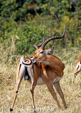 自制山楂糕的做法_宝宝辅食【11＋】自制山楂糕_自制山楂糕怎么做_筱影呀的菜谱【ky.com】(图2)