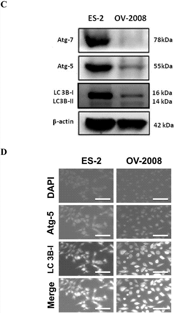 kycom-美食分享:可乐烧肘子、爆炒猪肝黄瓜、韭菜炒猪血的简单做法(图2) kycom-美食分享:可乐烧肘子、爆炒猪肝黄瓜、韭菜炒猪血的简单做法(图2)