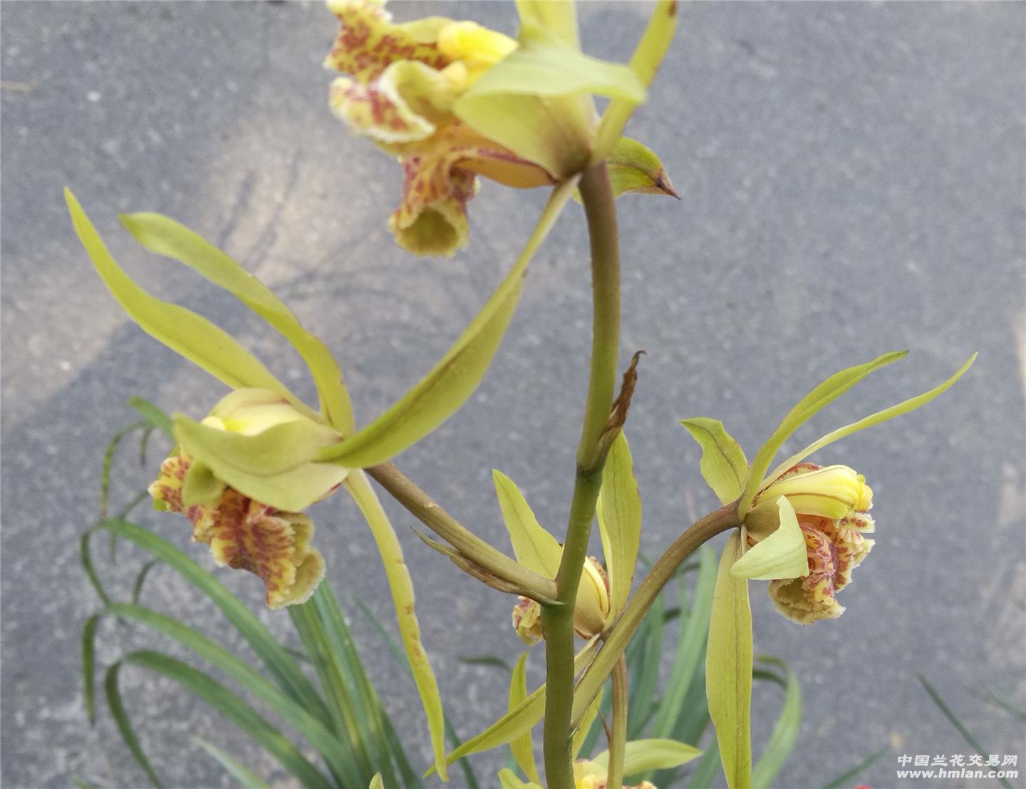 ky.com-
鲍鱼的汤焖炖煮等17种食谱品鉴(图1) ky com