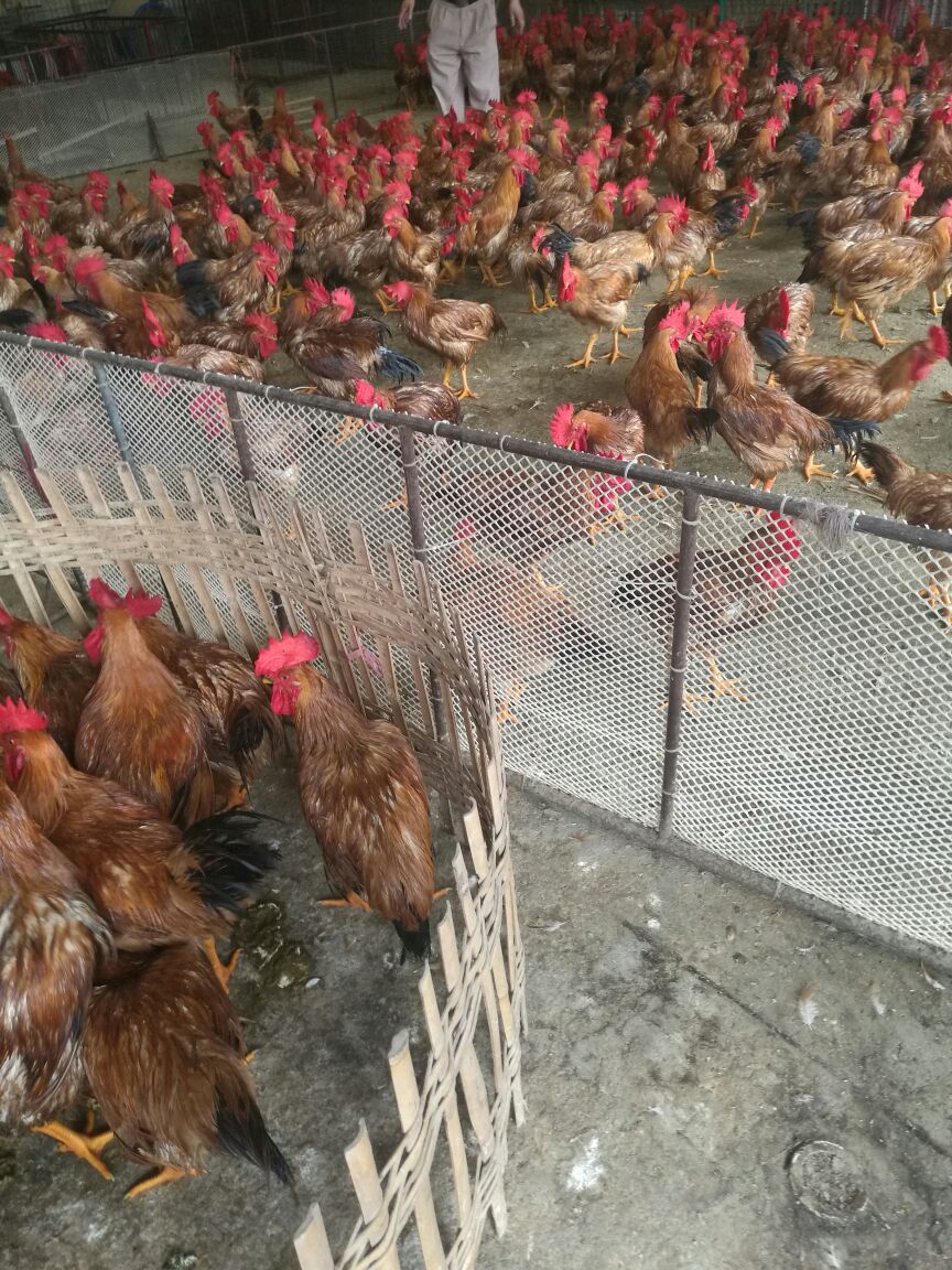 不莱梅2大将战拜仁前涉嫌洗牌 德足协介入或严惩-ky com(图3)