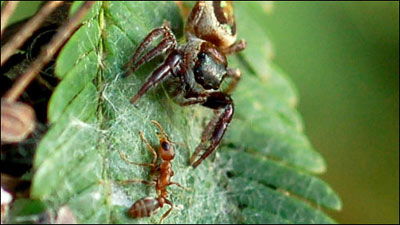 德罗赞32分洛瑞17+10 猛龙力擒奇才3-2拿到赛点-ky.com(图1)