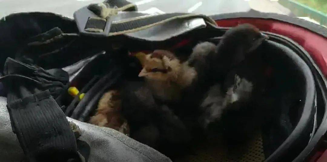 
揭秘：19997只小鸡离奇死亡之谜！_ky.com(图9)