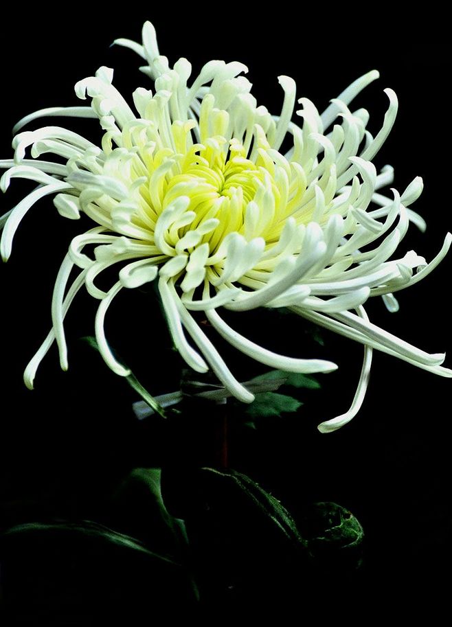 
做梅菜扣肉时 别只加白糖 加点它 肉烂味香 咸中带甜 特入味-ky com(图1)