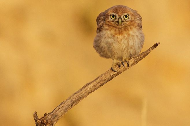 哈登再度缔造一壮举-kycom(图3)