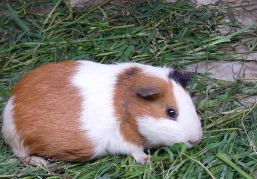 炸土豆的做法_炸土豆怎么做_姚元睿的菜谱|ky com(图2)