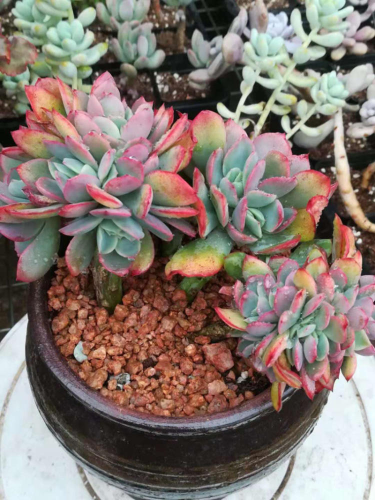 ky.com|纳布里可能无缘战拜仁(图1)